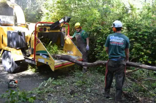 tree services Temelec